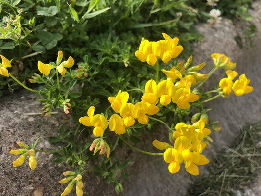 Bird's Foot Trefoil Seeds – Wildflower Seeds for Pollinator Gardens, Cottage Garden, Lotus corniculatus, 100 Seeds