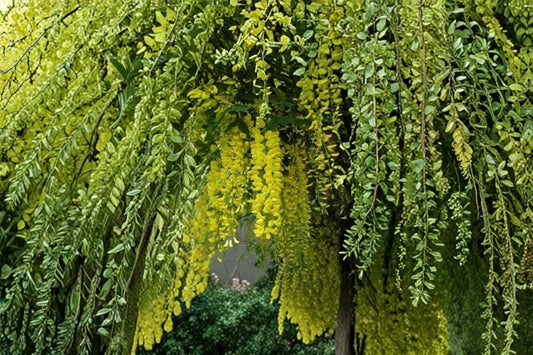 Golden Shower Tree Seeds – Cassia fistula Tropical Flowering Tree with Yellow Clusters, Garden and Landscape Plant