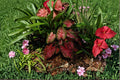 Kathleen Caladium Bulbs – Caladium bicolor Pink and Green Foliage, Shade Garden, Container Plant, 10 Bulbs