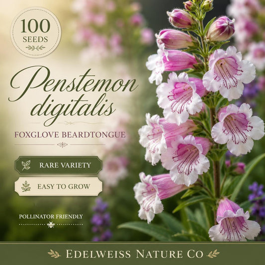 Blue Sage Seeds 100 Salvia farinacea, Flowering Plant for Borders, Containers & Pollinator Gardens