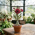 Creeping Thyme Seeds (Thymus serpyllum) - Pink Flowering Ground Cover Herb, Low-Growing Perennial, Drought Tolerant, Pollinator Plant