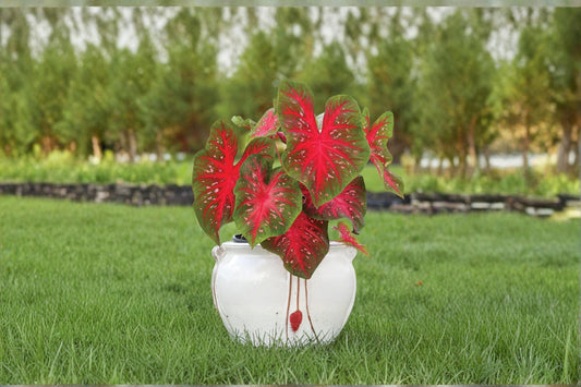 Red Flash Caladium Bulb – Caladium bicolor Foliage Plant for Shade Gardens & Containers