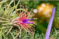Shy Plant Seeds – Mimosa pudica Touch Sensitive Foliage Flowering Plant for Indoor & Garden Growth