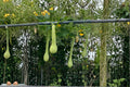 Trombone Squash Seeds – Cucurbita moschata, Vining Summer Vegetable, Long Curved Fruit, Outdoor Garden Plant