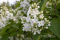 Texas Ebony Tree Seeds – Hardy Drought-Tolerant Desert Tree with Dark Wood & Fragrant Cream Flowers – Pithecellobium flexicaule