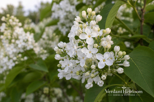 Texas Ebony Tree Seeds – Hardy Drought-Tolerant Desert Tree with Dark Wood & Fragrant Cream Flowers – Pithecellobium flexicaule