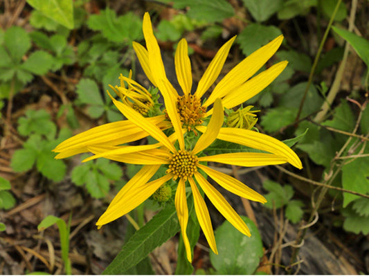 Yellow Crownbeard Seeds - Native Wildflower for Pollinator Gardens & Prairie Planting, Verbesina helianthoides, Bright Yellow Blooms