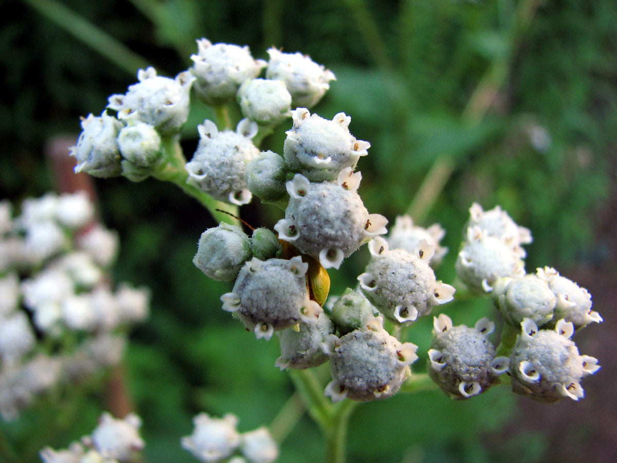 Wild Quinine Seeds - Parthenium integrifolium Native Perennial Wildflower for Pollinator Gardens, Prairie, Cottage Gardens