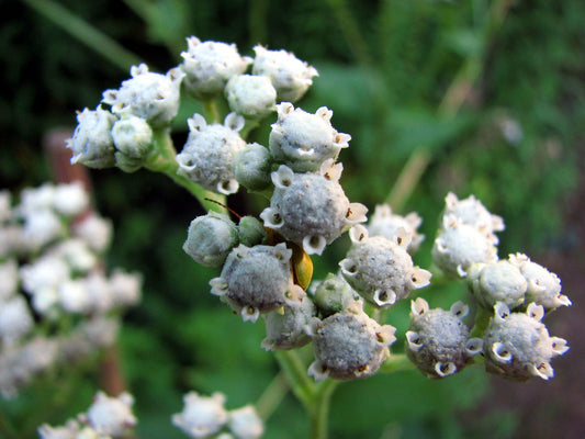 Wild Quinine Seeds - Parthenium integrifolium Native Perennial Wildflower for Pollinator Gardens, Prairie, Cottage Gardens