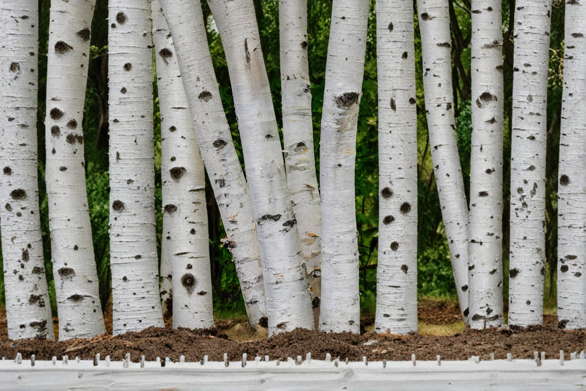 White Paper Birch Seeds – Betula papyrifera, Deciduous Tree for Landscape & Garden Planting