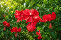 Tropical Hibiscus Plant - Red Pom Pom Poodle Tail Flowers - Hibiscus rosa-sinensis - Rare, Vibrant, Pollinator Attracting