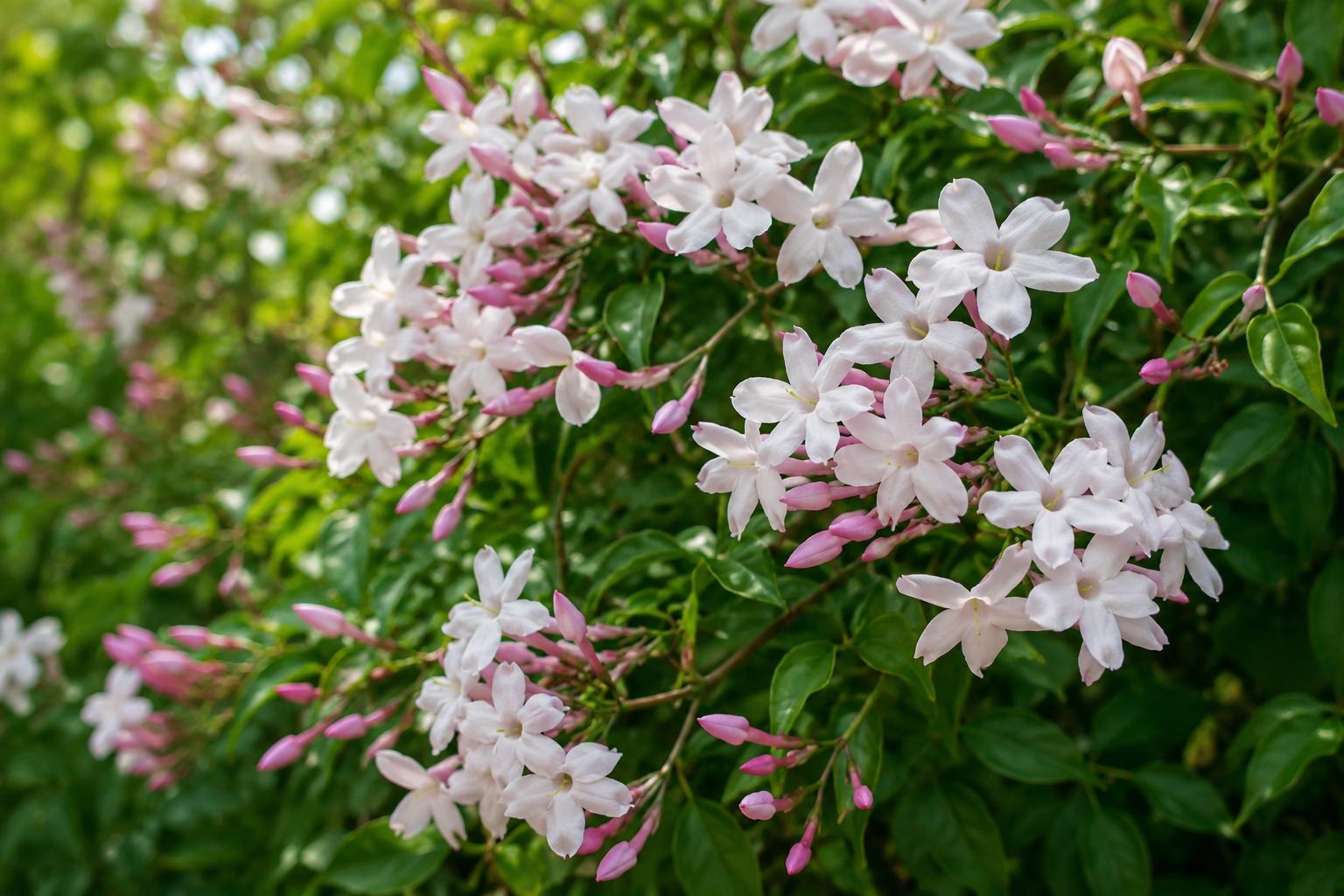 Polyanthum Jasmine Vine Plant with Fragrant Pink Flowers, Indoor & Outdoor Climber, Jasminum polyanthum