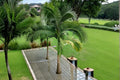 King Palm Seeds – Archontophoenix alexandrae Tropical Palm Tree for Landscaping & Container Planting