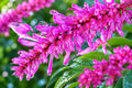 Purple Firespike Plant - Semi-Tropical Perennial Shrub with Purple Flowers - Attracts Butterflies & Hummingbirds - Odontonema strictum