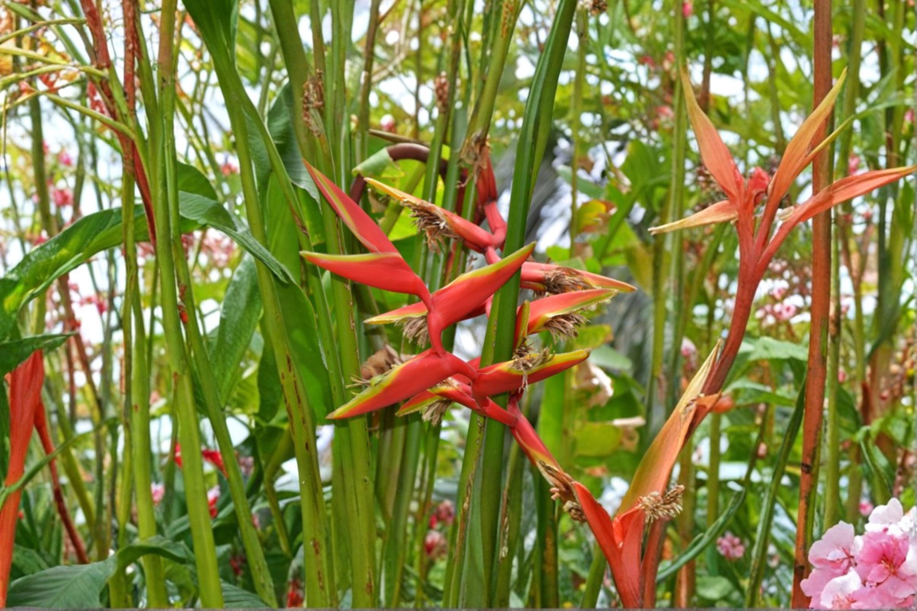 Gold Heliconia Seeds – Heliconia champneiana Tropical Flowering Plant with Yellow Bracts, Garden Landscape, Outdoor Planting