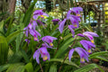Bletilla Orchid Plant - Lavender Ground Orchid - Bletilla striata 'Kate' - Hardy Perennial for Shade Gardens and Containers