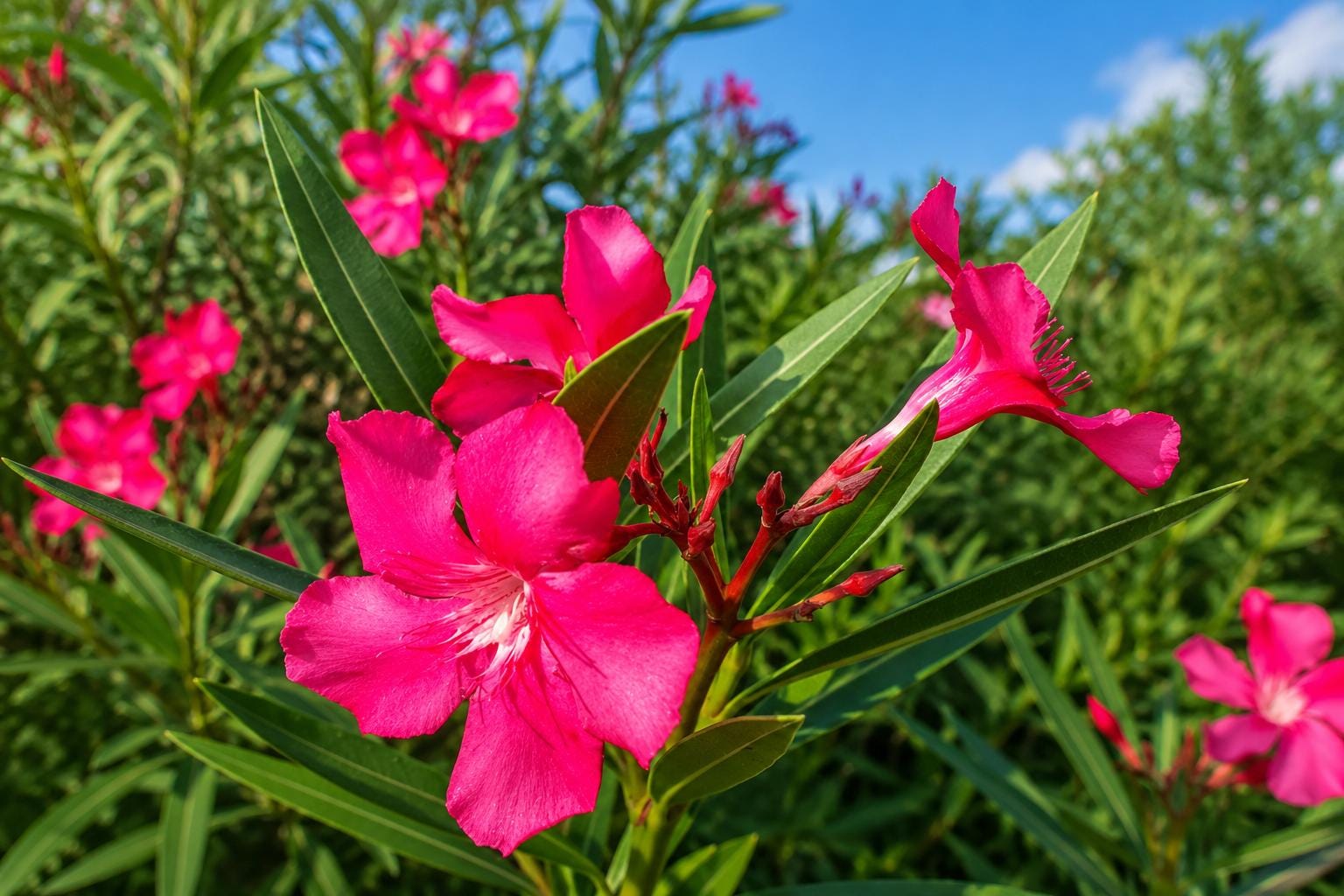 Calypso Nerium Oleander Plant with Hot Pink Flowers - Salt Tolerant Semi-Tropical Shrub for Garden or Container