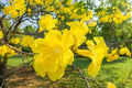 Golden Trumpet Tree Plant - Tropical Yellow Flowering Shrub - Tabebuia chrysotricha for Garden, Landscape & Pollinator Attracting