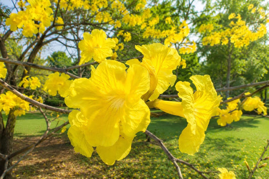 Golden Trumpet Tree Plant - Tropical Yellow Flowering Shrub - Tabebuia chrysotricha for Garden, Landscape & Pollinator Attracting