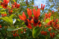 Hummingbird Bush Plant - Tropical Orange Flowers - Attracts Hummingbirds - Tecoma stans - Garden or Container
