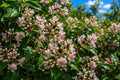 Malaysian Grape Orchid Plant - Dendrobium crumenatum - Tropical Pink Bloom with Purple Berries - Ornamental Flower for Indoor & Outdoor