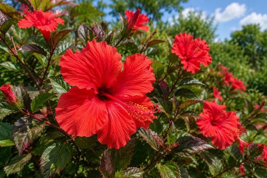 Tropical Hibiscus Plant - Rose Queen Variety - Multi-Color Variegated Leaves - Hibiscus rosa-sinensis - 4-Inch Pot