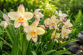 Yellow Ground Orchid Plant - Terrestrial Dendrobium spp. for Shade Gardens, Indoor or Outdoor, Philippine/Chinese Origin