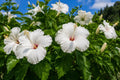Tropical Hibiscus Plant - Large Whipped Cream Flowers - White Pink Blooms - Hibiscus rosa-sinensis