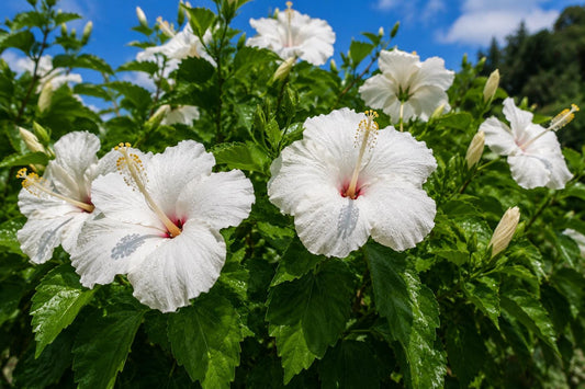 Tropical Hibiscus Plant - Large Whipped Cream Flowers - White Pink Blooms - Hibiscus rosa-sinensis