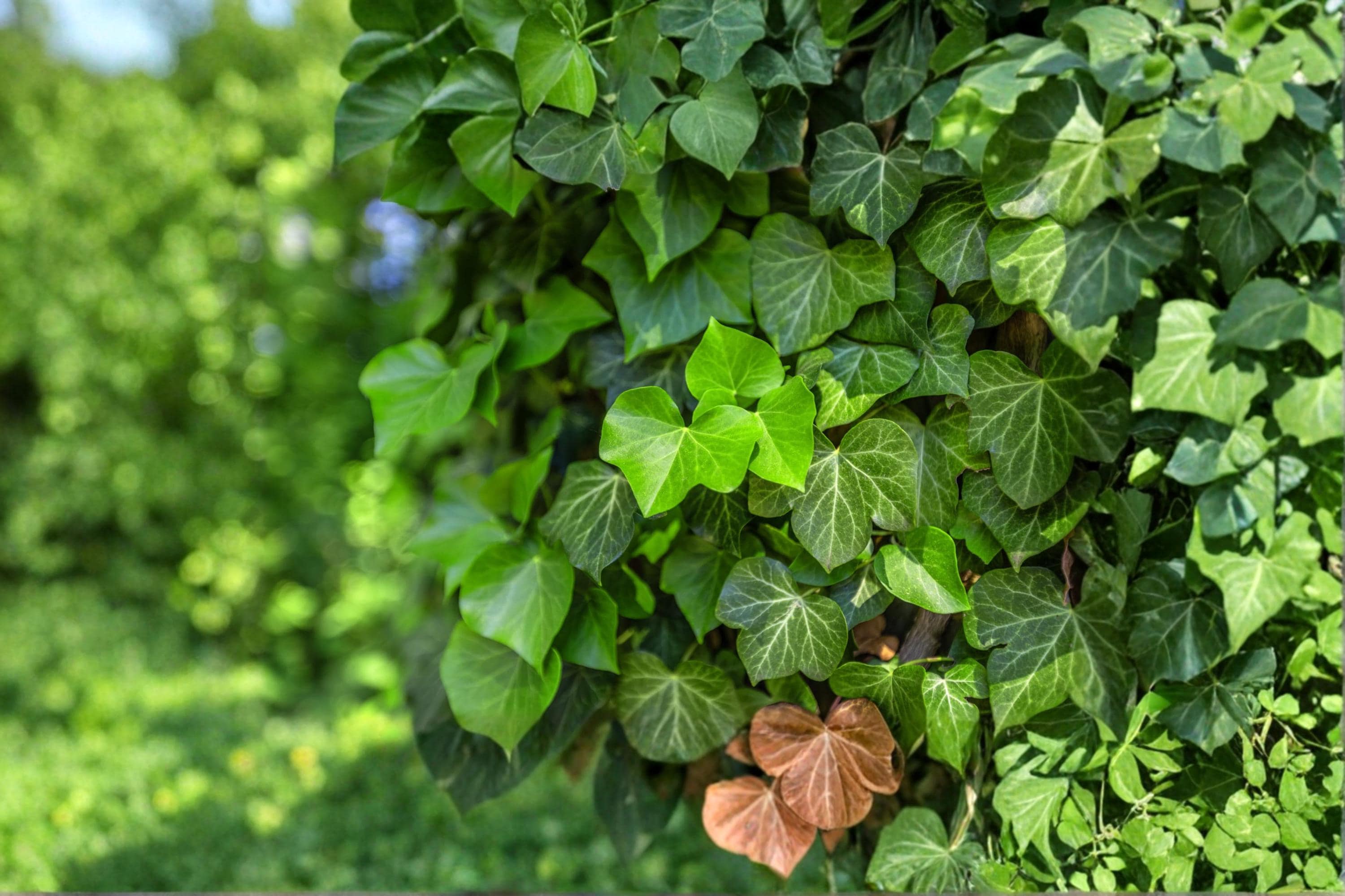 English Ivy Seeds – Hedera helix Climbing Vine for Ground Cover & Walls, Evergreen Foliage, Outdoor Garden Plant