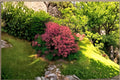 Smoke Tree Seeds – Cotinus coggygria, Deciduous Shrub, Flowering Garden Plant, 40 Seeds