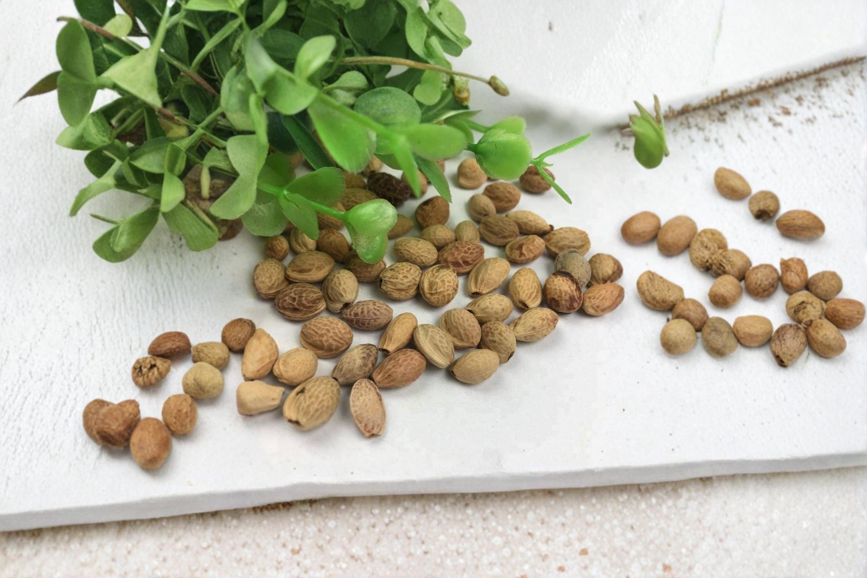 Japanese Cherry Blossom Seeds – Prunus serrulata – Flowering Ornamental Tree for Garden & Landscape