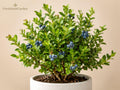 Wedding Cake Spirea Unrooted Cuttings – White Flowering Ornamental Shrub, Spiraea nipponica, 6–8 Inches