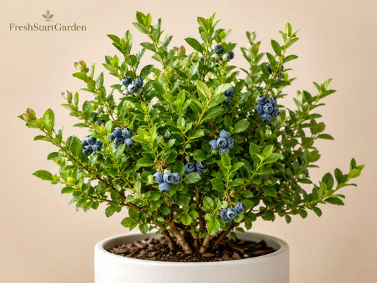 Wedding Cake Spirea Unrooted Cuttings – White Flowering Ornamental Shrub, Spiraea nipponica, 6–8 Inches