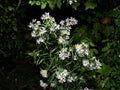 2000 Seeds Dark Green Italian Giant Parsley Herb Petroselinum crispum Non-GMO, Heirloom, Culinary, Garnishing, Container Gardening