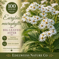 Berseem Clover Seeds 100 Pack | Egyptian Trifolium alexandrinum for Forage Cover Crop & Soil Improvement
