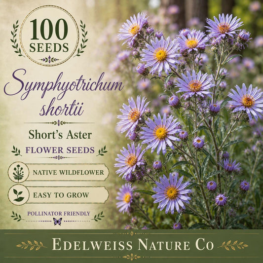 African Daisy Seeds (Dimorphotheca sinuata) – Bright Orange Wildflower, Drought Tolerant, Annual for Borders & Containers