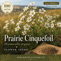 Yellow Wood Sorrel Seeds, Oxalis stricta, Low-Growing Ground Cover, Edible Lemon Clover, Wild Herb, Fast Spreading Plant
