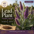 Whorled Milkweed Seeds (Asclepias verticillata) – Native, Drought Tolerant, Pollinator-Friendly, 30 Seeds