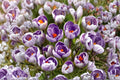 Striped Pickwick Crocus Bulb – Crocus vernus Spring Flowering Bulb with Purple and White Blooms
