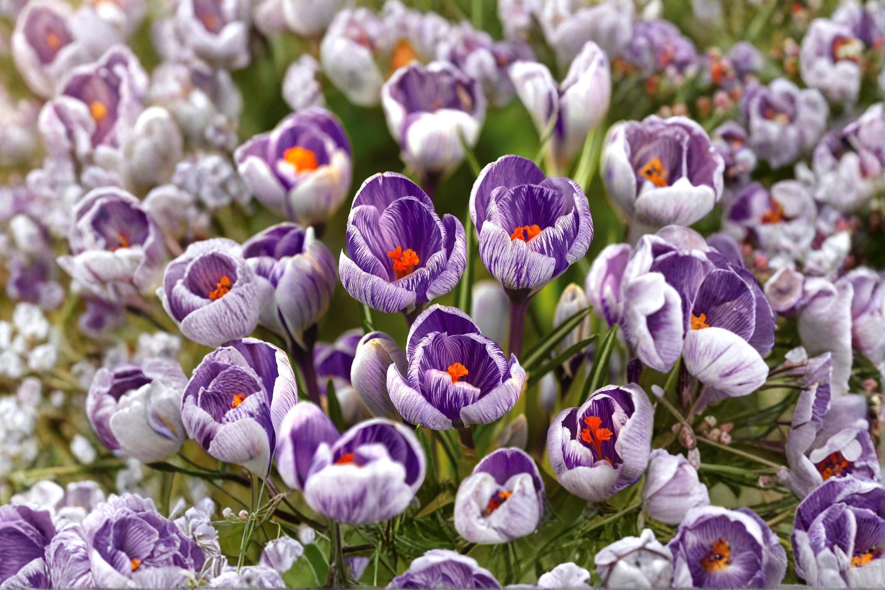 Striped Pickwick Crocus Bulb – Crocus vernus Spring Flowering Bulb with Purple and White Blooms
