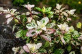 Tropical Hibiscus Plant - Variegated Leaves & Red Flowers - Hibiscus rosa-sinensis 'Aussie Queen' - 4-Inch Pot