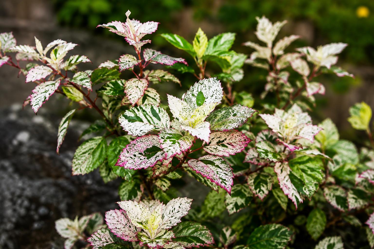 Tropical Hibiscus Plant - Variegated Leaves & Red Flowers - Hibiscus rosa-sinensis 'Aussie Queen' - 4-Inch Pot