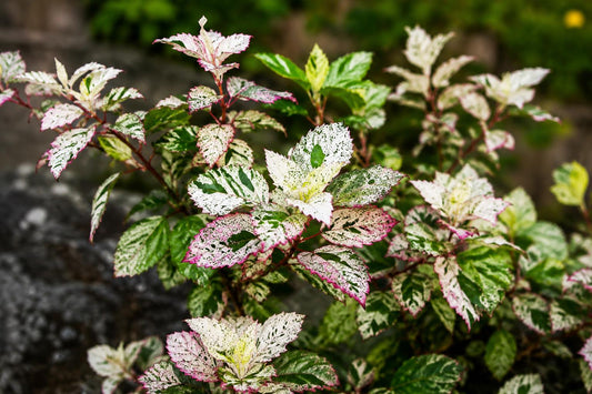 Tropical Hibiscus Plant - Variegated Leaves & Red Flowers - Hibiscus rosa-sinensis 'Aussie Queen' - 4-Inch Pot