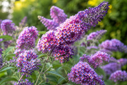 Butterfly Bush Plant - Bi-Color Flower Power Buddleia davidii - Attracts Butterflies & Hummingbirds