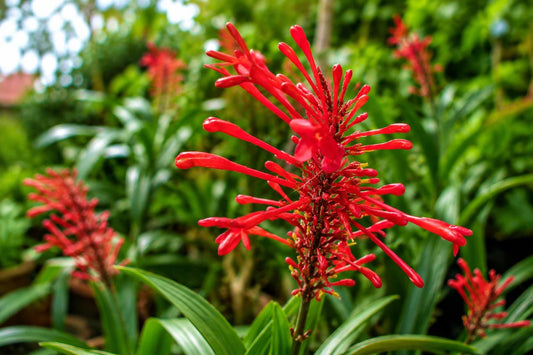 Red Firespike Plant - Florida Native Winter Blooming Perennial Attracts Hummingbirds & Butterflies (Odontonema strictum)