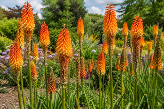 Red Hot Poker Plant - Live Perennial with Bright Orange and Yellow Blooms - Kniphofia uvaria for Butterfly Garden and Landscaping