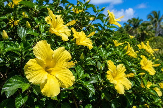 Tropical Hibiscus Plant - Large Sunny Golden Flowers - Fort Myers Yellow - Hibiscus rosa-sinensis