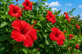 Tropical Hibiscus Plant - Bright Red Single Flowers - Hibiscus rosa-sinensis - Live Garden or Patio Plant