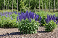 Blue Queen Salvia Seeds – Salvia farinacea, Perennial Flowering Plant with Blue Spikes, 50 Seeds for Garden Borders & Landscape